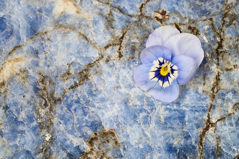 Fleur de violette sur pierre précieuse lapis-lazuli par Cor de Hamer