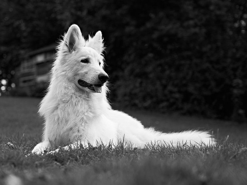 Chien dans le jardin par Simon De Clippel