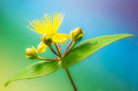 Hersthooi close-up 1