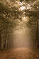 Nebliger Wald in Ommen