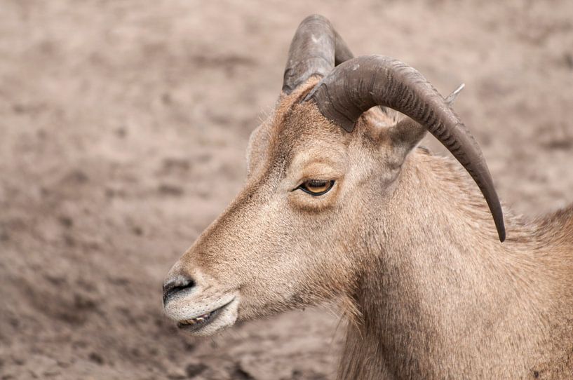 Mouton mâle : Parc Animalier d'Amersfoort par Loek Lobel