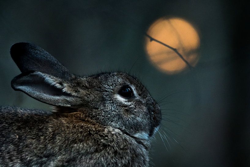 Lapin avec "pleine lune par Danny Slijfer Natuurfotografie