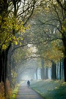 Boslaantje in autumn shades