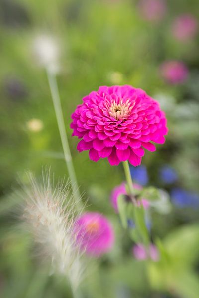 Dahlia by Marijn Schraa