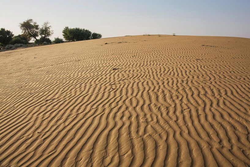 Thar Wüste, Rajasthan Indien von Tjeerd Kruse