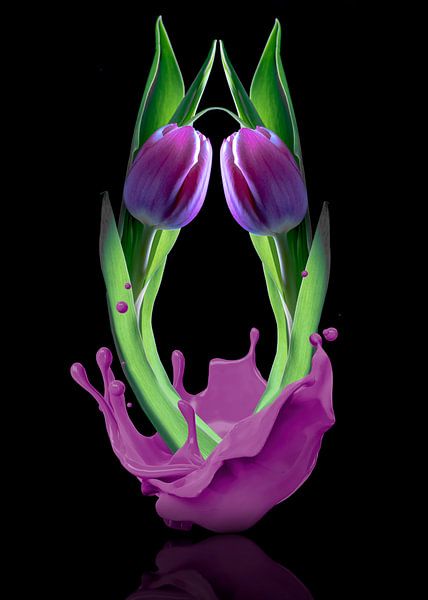 Composition de la tulipe éclaboussée par Humphry Jacobs