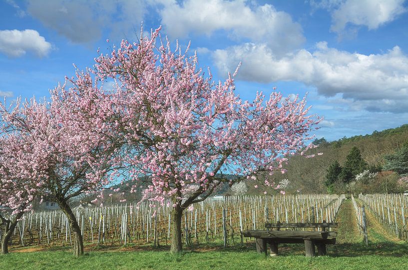 Mandelblüte in der Pfalz von Peter Eckert