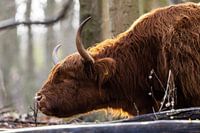 Scottish highlander nibbling on twig