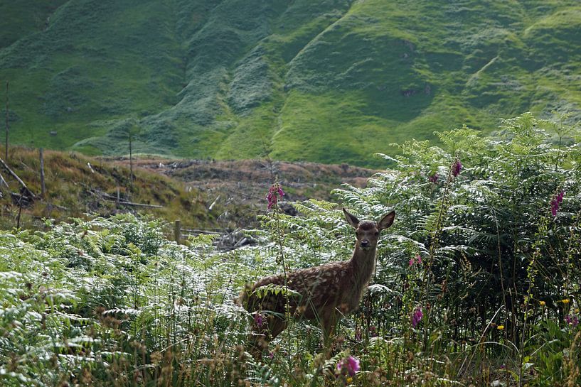 Fawn à Glen Etive, en Écosse. par Babetts Bildergalerie