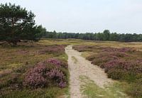 Heide landschap in Nederland