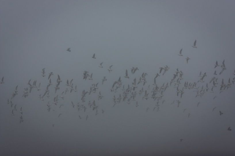 Vögel. von Kathy Orbie