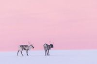 Des rennes dans une oasis rose - partie 1