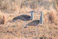 Kori Bustard
