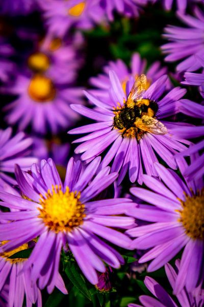 Wunderschöne Blütenpracht im heimischen Garten von Oliver Hlavaty