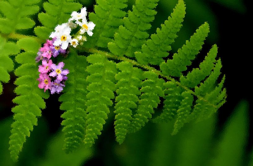 Ein Farn im Garten von Claude Laprise