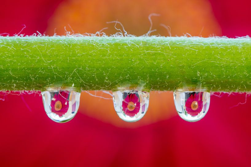 Bloem in drie druppels aan een steel von Jenco van Zalk