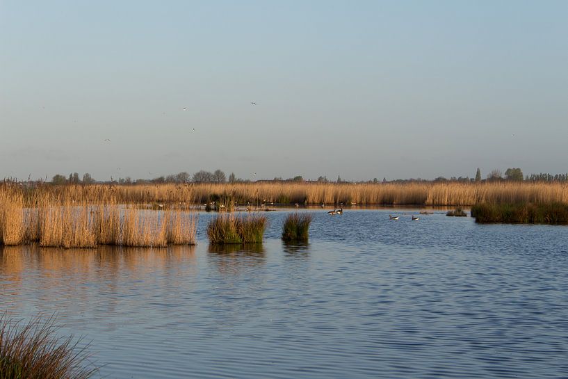 Eilandjes Nieuwkoopse plassen von Jaap Mulder