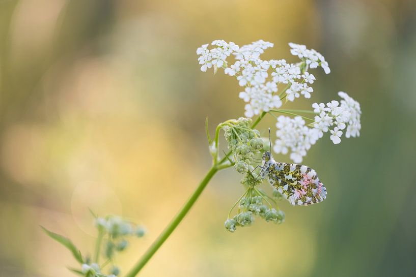Papillon : Pointe d'orange (Anthocharis cardamines) accrochée au persil des vaches par Moetwil en van Dijk - Fotografie