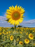 Die Sonnenblumenfelder in der Provence sind sehr, sehr schön, die Sonnenblumenfelder in der Provence