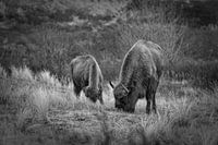 Wisente, Europäischer Wisent