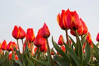Red Tulips