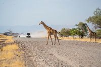 Giraffe walking across the road in Namibia, Africa