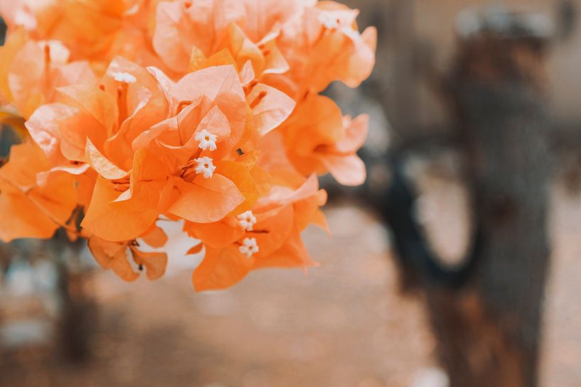 im Garten von Alexander Bouwland