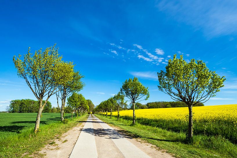 Weg mit Bäumen an einem blühendem Rapsfeld van Rico Ködder