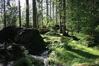 Wald in Schottland