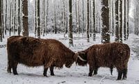 Schotse Hooglanders stoeien in de Sneeuw