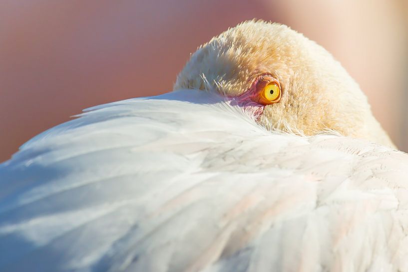 Man sieht sich! von Kris Hermans