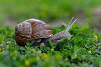 wijngaardslak close up 