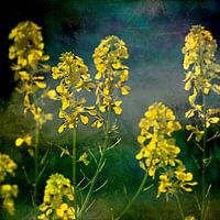 Rapeseed in the field