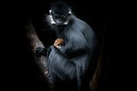 François Langur mit Jungen. Wildlife-Foto für die Wand - Marja Suur