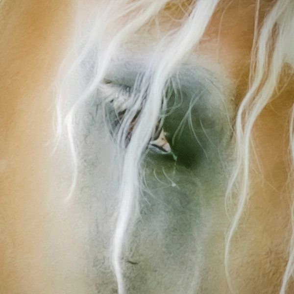 Close up horse eye by Annemarie van der Hilst