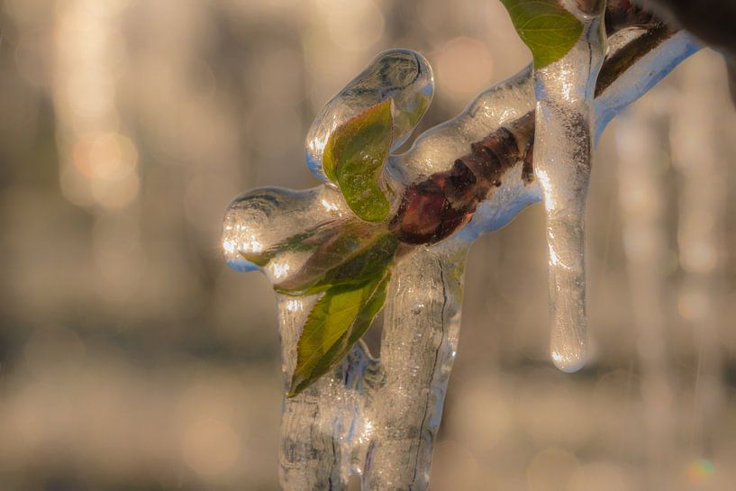 Irriguer les fleurs par Moetwil en van Dijk - Fotografie