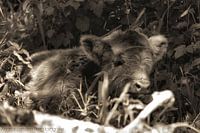 Schottischer Highlander