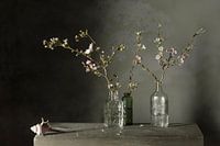 Stillleben 'Winterblüte