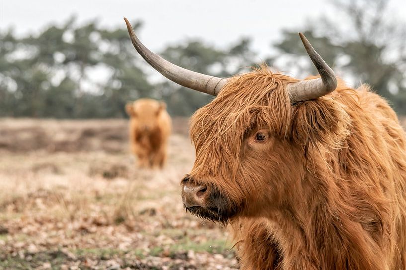Scottish Highlander with young. by Albert Beukhof