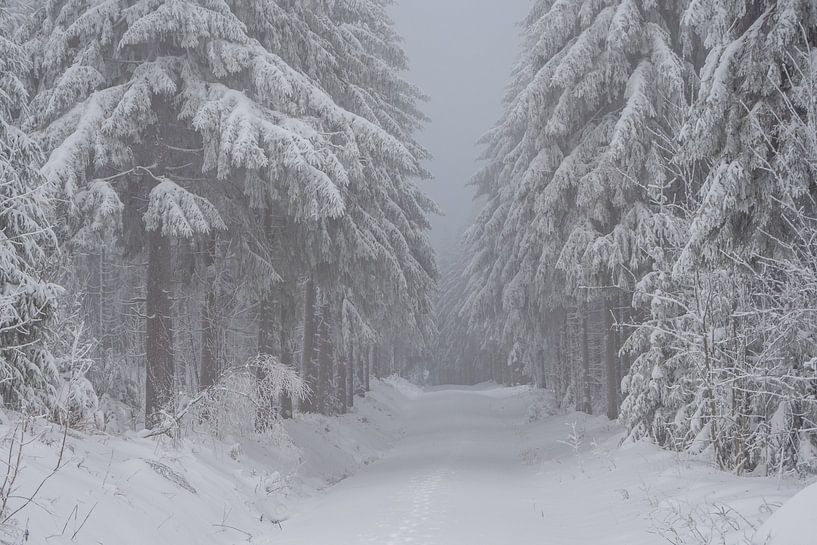 forêt d'hiver romantique dans l'Erzgebirge en Saxe par Animaflora PicsStock