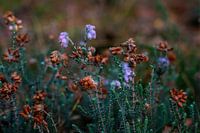 Last heather of the year in early autumn