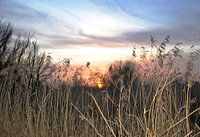 Sunset Oostvaardersplassen
