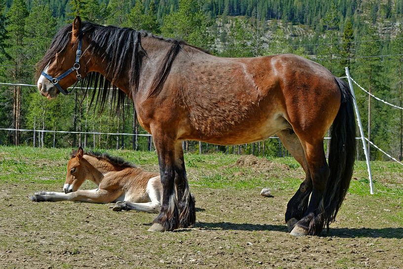 Pferd mit Fohlen by Michael Schreier
