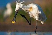 Löffelantilope (Platalea leucorodia)