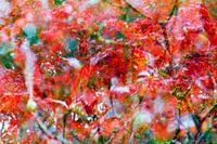 Feuille rouge d'érable japonais (Oh Happy Day !)