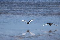 Atterrissage de cygnes noirs et blancs se reflétant dans la mer