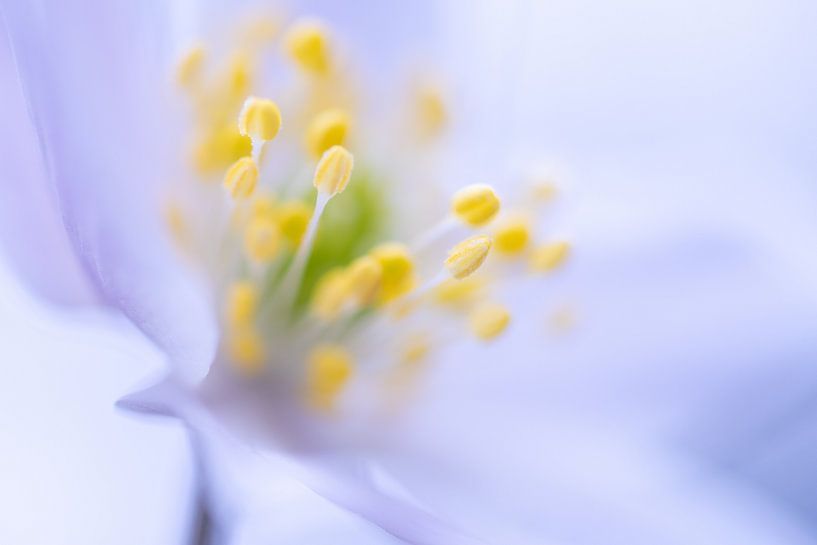 Wood anemone by Christien van der Veen Fotografie