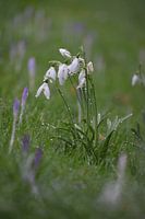 Snowdrops with fresh dewdrops