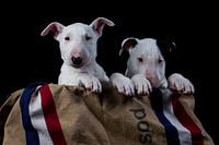 Bull Terrier puppy's by mail