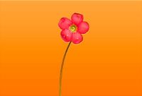 KLAVERTJE-4 IN BLOEI - ORANGE (2016)